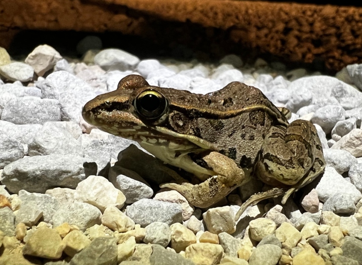 Southern Leopard Frog